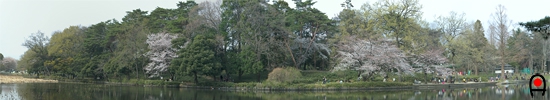桜の時期の大宮公園内の池付近の写真