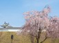 おほり橋左の枝垂れ桜と清明台の写真