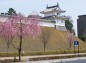 おほり橋右側の枝垂れ桜・大山桜と富士見櫓の写真