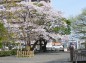 清明館横の桜の木の写真