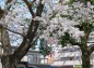 清明館横の桜とベンチの写真