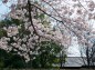 清明館横の桜の枝の様子の写真