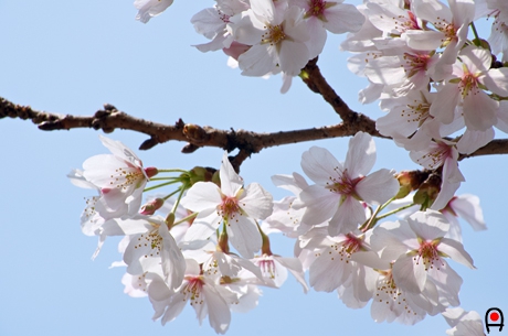清明館横の桜の花の写真