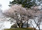 土塁南端の桜の木を東からの写真