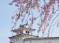 枝垂れ桜と清明台の写真