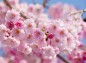 二の丸広場の枝垂れ桜の写真