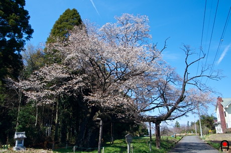西山辰街道の大桜の写真
