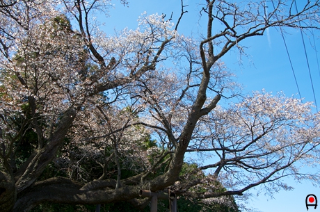 枝下から見上げた西山辰街道の大桜の写真