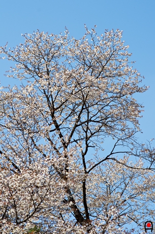 西山辰街道の大桜枝の上部の写真