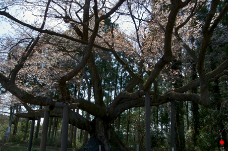西山辰街道の大桜の幹から大きな枝振りの様子の写真