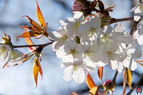 西山辰街道の大桜の花の写真
