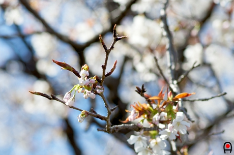 西山辰街道の大桜の枝先の蕾の写真