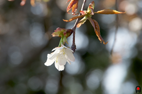 西山辰街道の大桜の枝先の花の写真
