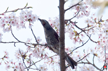 桜の花に嘴を突っ込むヒヨドリの写真