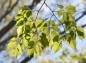 太陽の透ける木の葉の写真