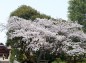 参道右の桜の写真