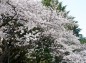参道右の桜ちょっと寄りの写真