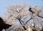 境内右側の桜の木を見上げるの写真