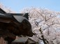神門右側の桜の写真