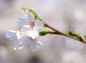 桜のアップの写真