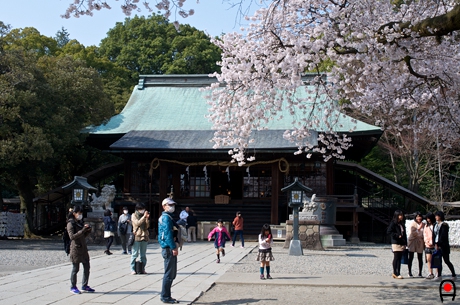 二荒山神社拝殿と境内の桜の写真