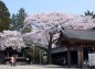 二荒山神社境内と桜の写真
