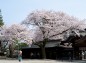 左右に枝を伸ばす桜の写真