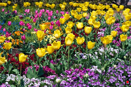 弧状に並ぶチューリップと他の花の写真