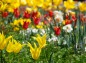 チューリップ・フラッシュバックと他の花達の写真