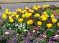 チューリップの歌な花壇の写真