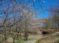 冨士山自然公園内遊歩道と山桜の写真