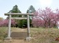 別雷神社境内と八重桜の写真