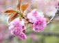 枝の先に咲く山桜の写真