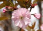 八重桜正面からの写真