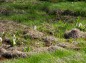 湿地に咲くミズバショウの写真