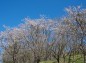 公園外縁部に咲く桜の写真