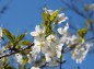 花びらに太陽光が透ける桜の写真
