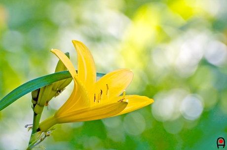 ニッコウキスゲ花の写真