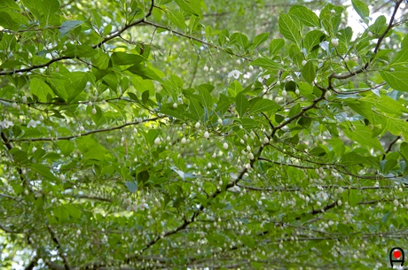 蕾の沢山付いたエゴノキの枝の写真