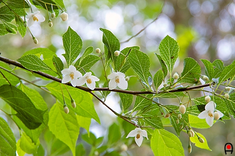 枝先のエゴノキの花の写真