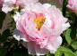 牡丹 村松桜の写真