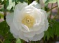 牡丹 白王獅子花アップの写真