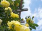 柱を飾る薔薇 エバー・ゴールドの写真