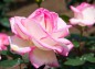 薔薇 プリンセス ドゥ モナコの写真