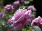 薔薇 シャルル ドゥ ゴールの写真