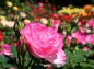 薔薇 ストロベリー・アイスの写真