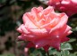 薔薇 ソニアの写真