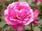 薔薇 イブ・ピアッチェの写真