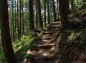 すくすくの森の登り道の写真