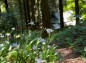 シャガの花と静神社の写真